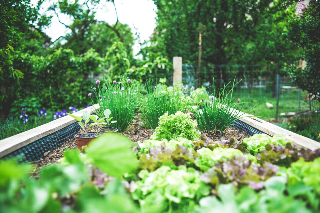 Probiotics and Gut health begin in the garden.